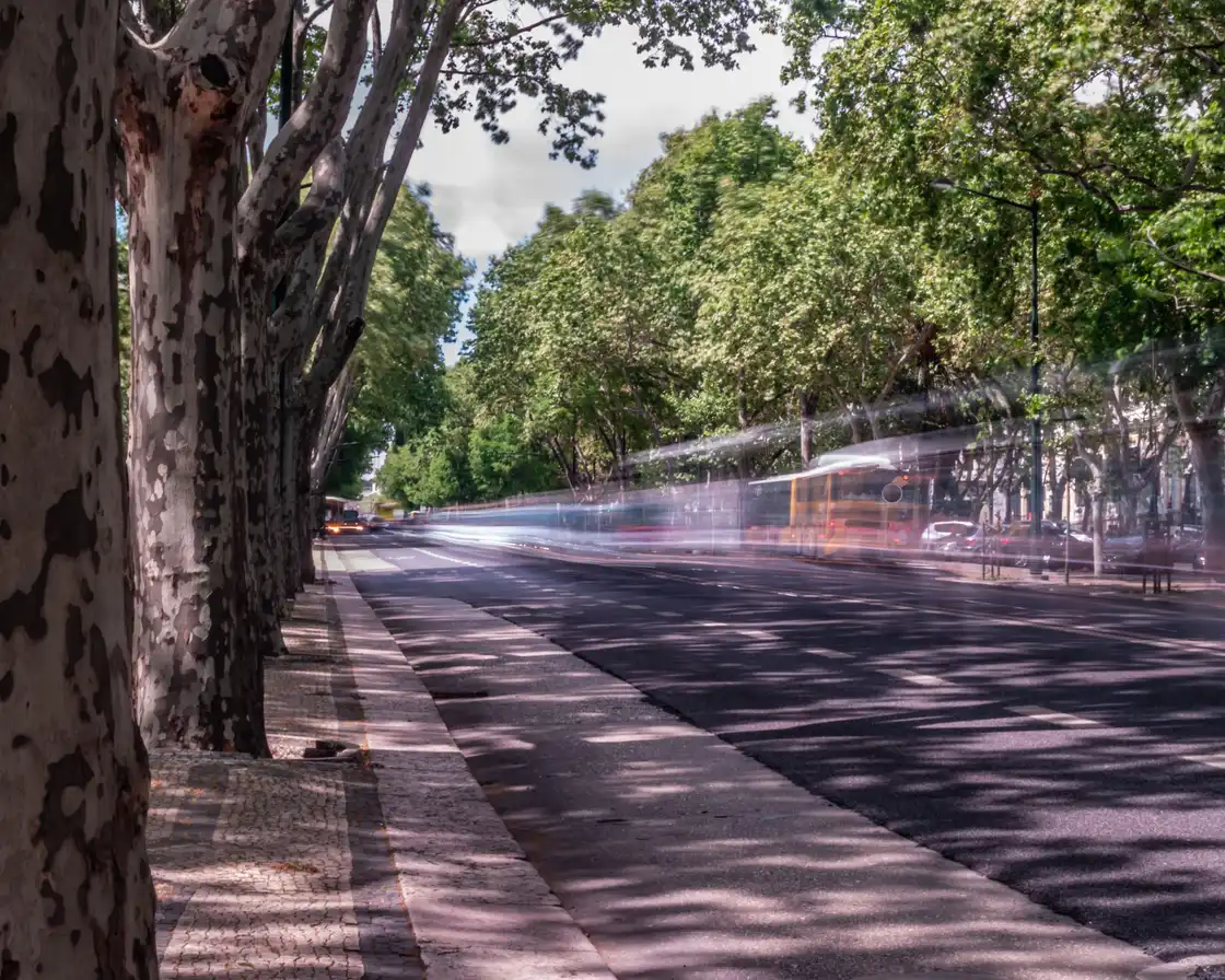 Plane trees shading Avenida da Liberdade with traffic blurred in the background
