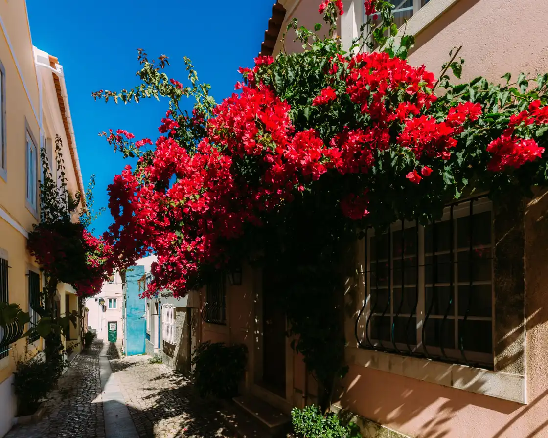 A cobbled lane in Cascais under red bougainvillea