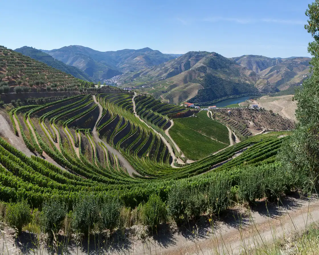 Vineyard terraces above the Douro river near Pinhão